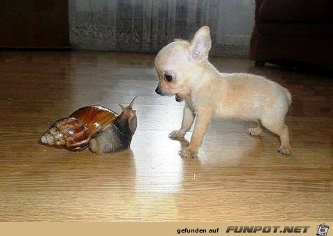 Hund und Schnecke