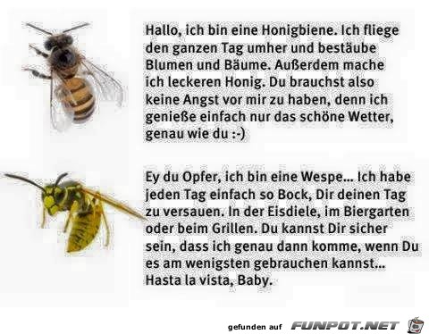Bin eine Honigbiene Bin eine Honigbiene