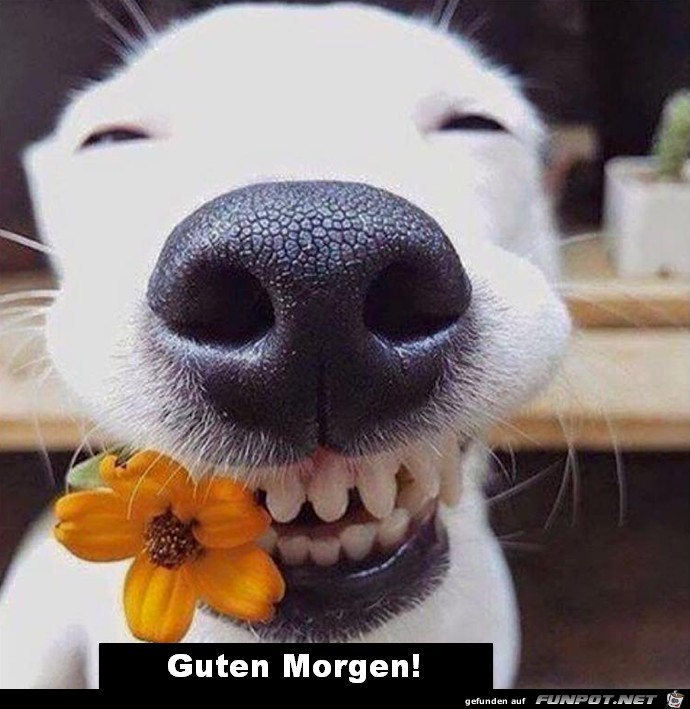 Guten Morgen