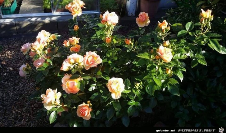 rosengarten rosengarten
