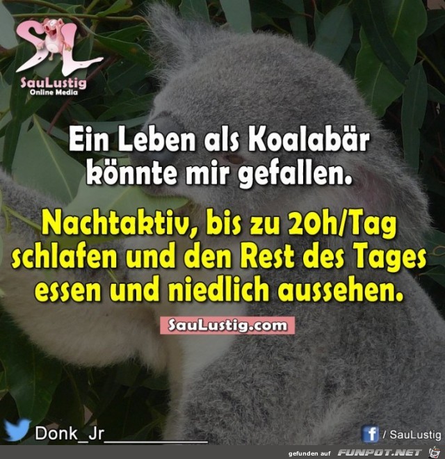 nachtaktiv nachtaktiv