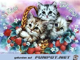Katzenkörbchen Katzenkörbchen