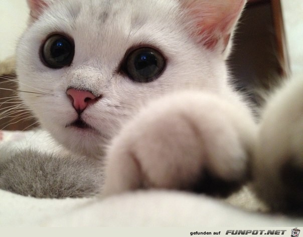 Katze Katze