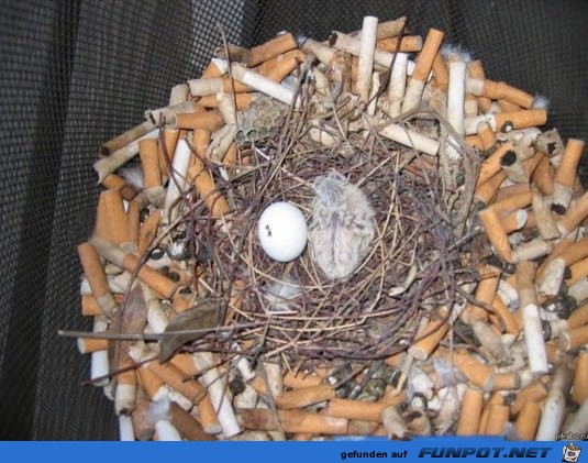 Komisches Nest