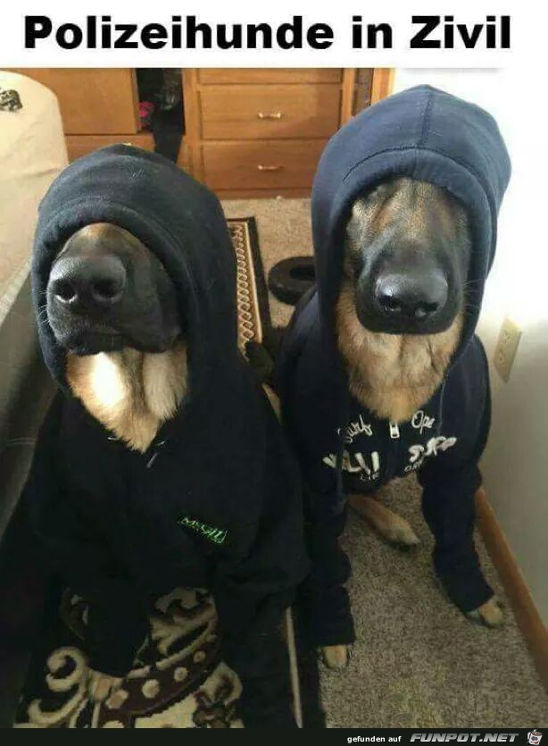 Polizeihunde