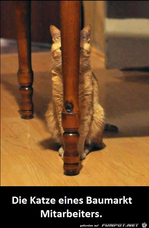 Katze Katze