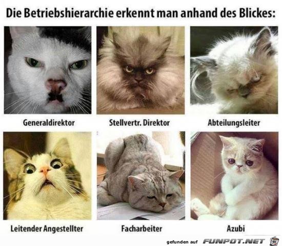 Blicke sagen alles Blicke sagen alles