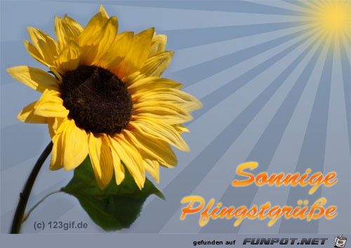 sonnige Pfingstgruesse sonnige Pfingstgruesse