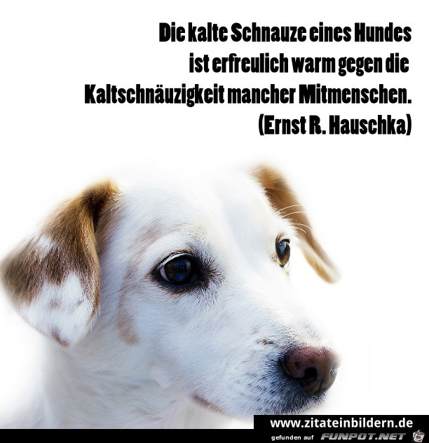 hund schnauze mitmenschen hund schnauze mitmenschen