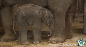 gif plumps gif plumps
