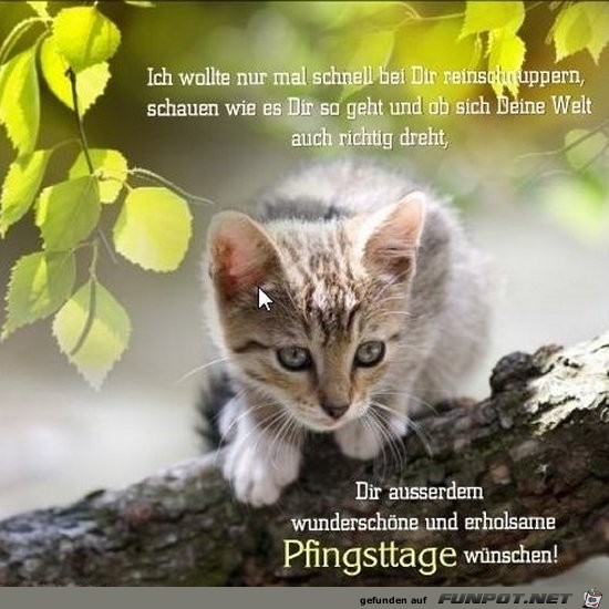 ich wollt nur mal reinschnuppern ich wollt nur mal reinschnuppern