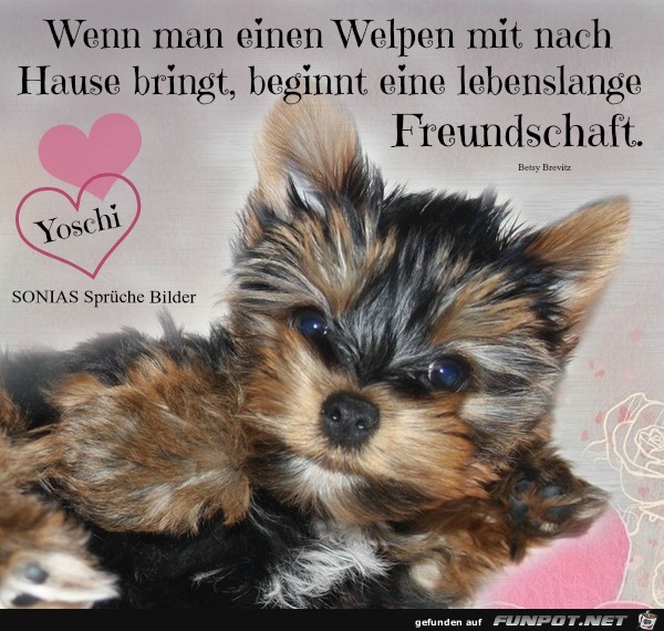 Ein Welpen