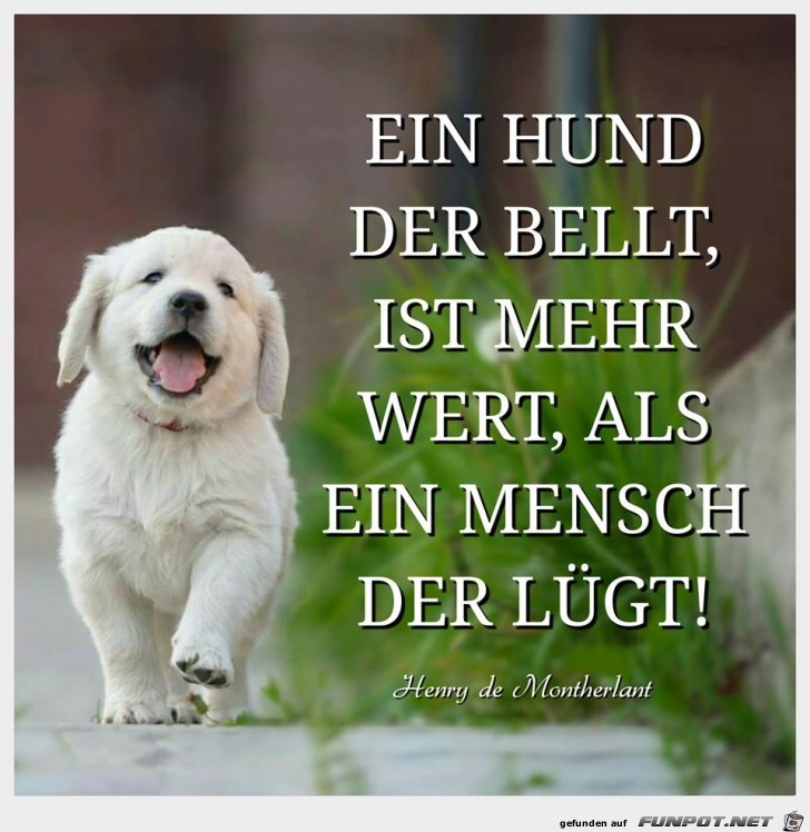 Ein Hund der bellt