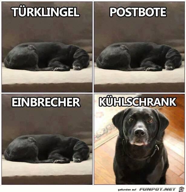 Hunde-Momente Hunde-Momente