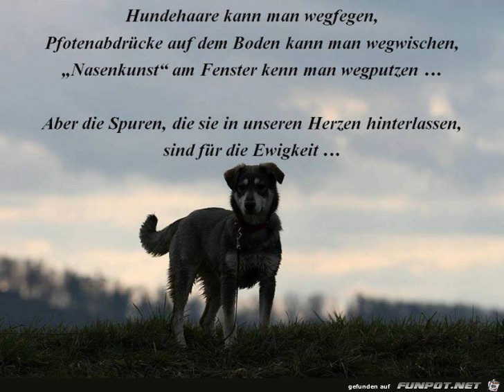 Hundehaare