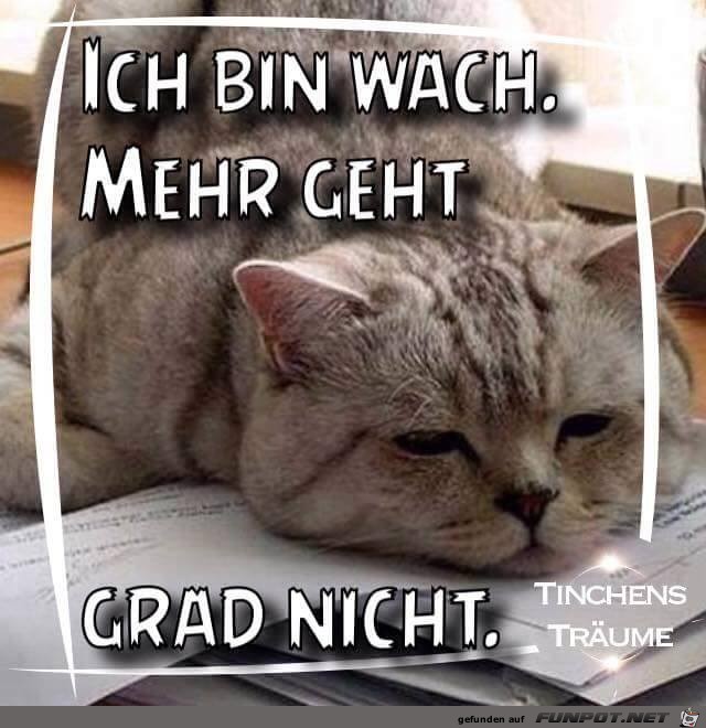 Bin Wach Bin Wach