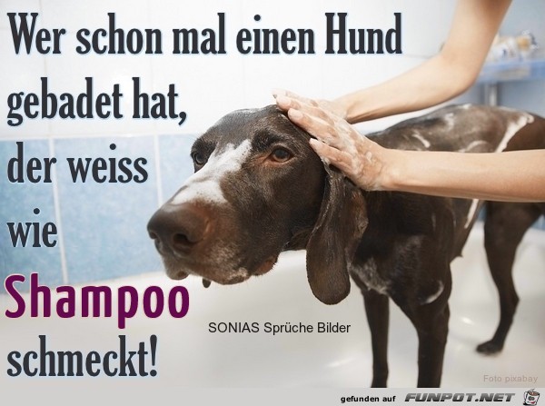 Hund gebadet