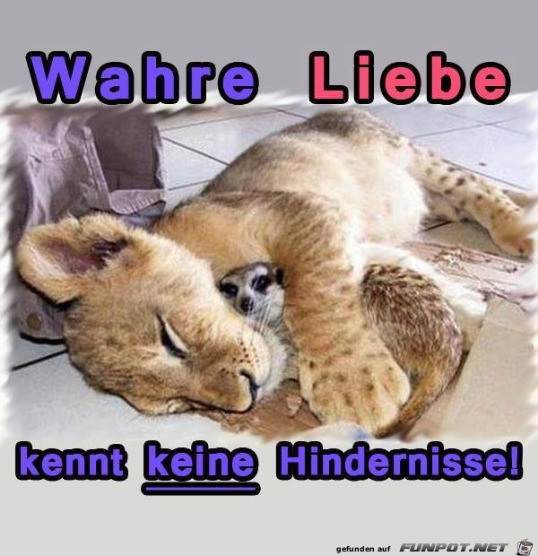 wahre Liebe