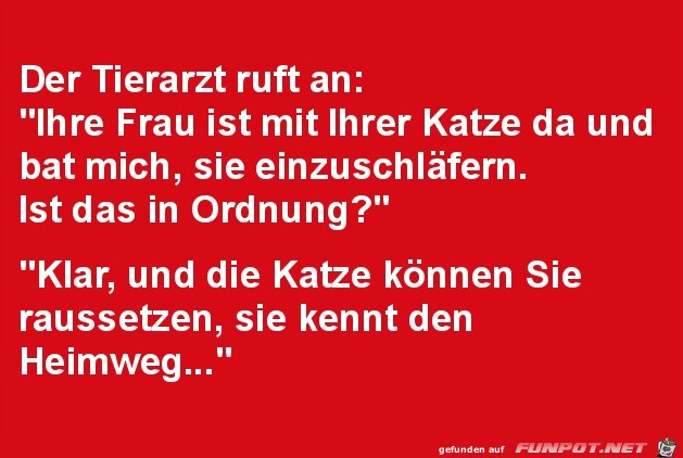 Katze Katze