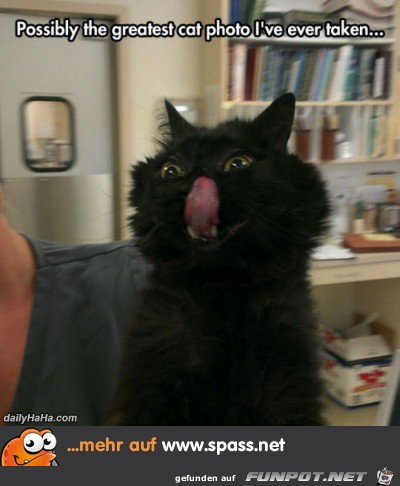 Lustige Katze Lustige Katze