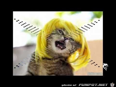 Katze Katze
