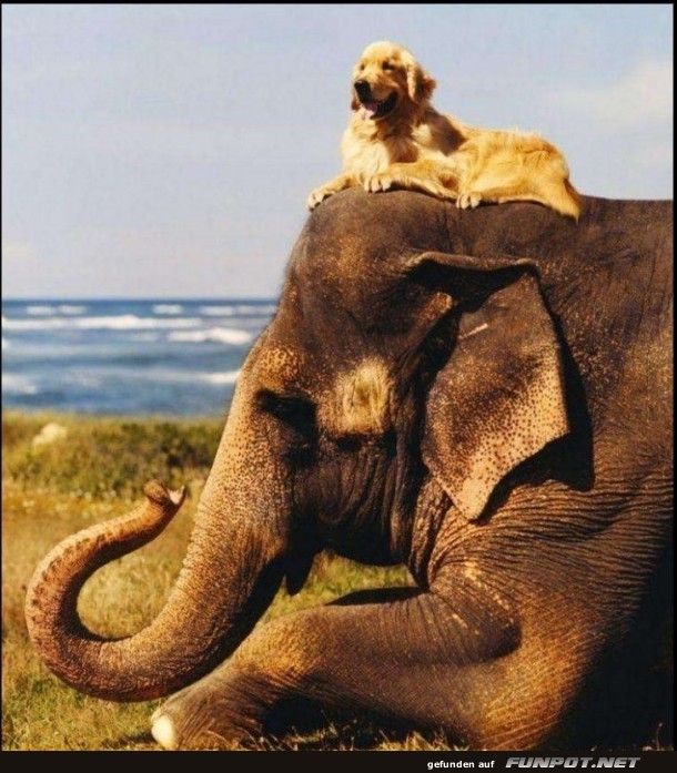 herzige Tierbilder herzige Tierbilder