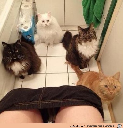 viele Katzen im WC