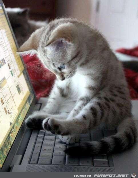 eine Katze auf einem Laptop
