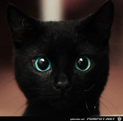 eine schwarze Katze