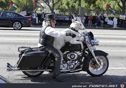 Motorradfahrer mit Hund