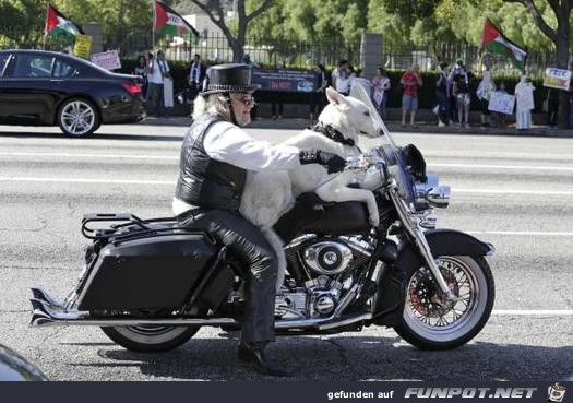 Motorradfahrer mit Hund Motorradfahrer mit Hund