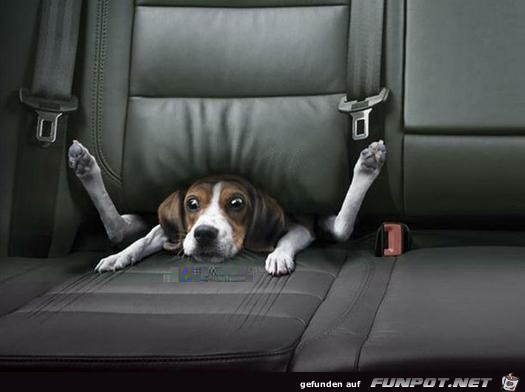 verängstigter Hund verängstigter Hund