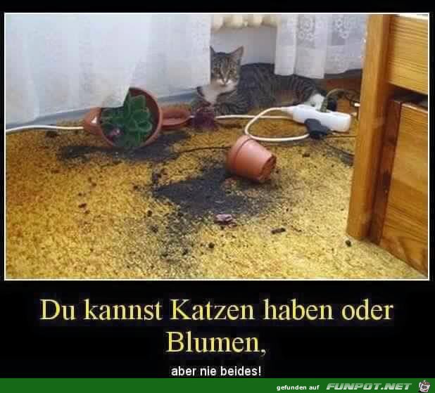 Katzen oder Blumen Katzen oder Blumen