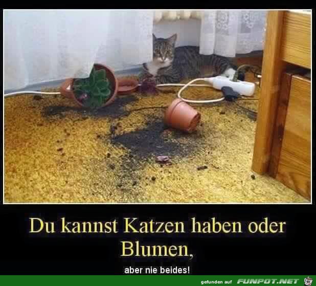 Katzen oder Blumen