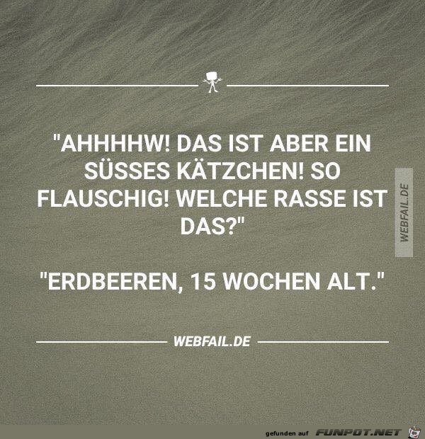 Suesses Kaetzchen Suesses Kaetzchen