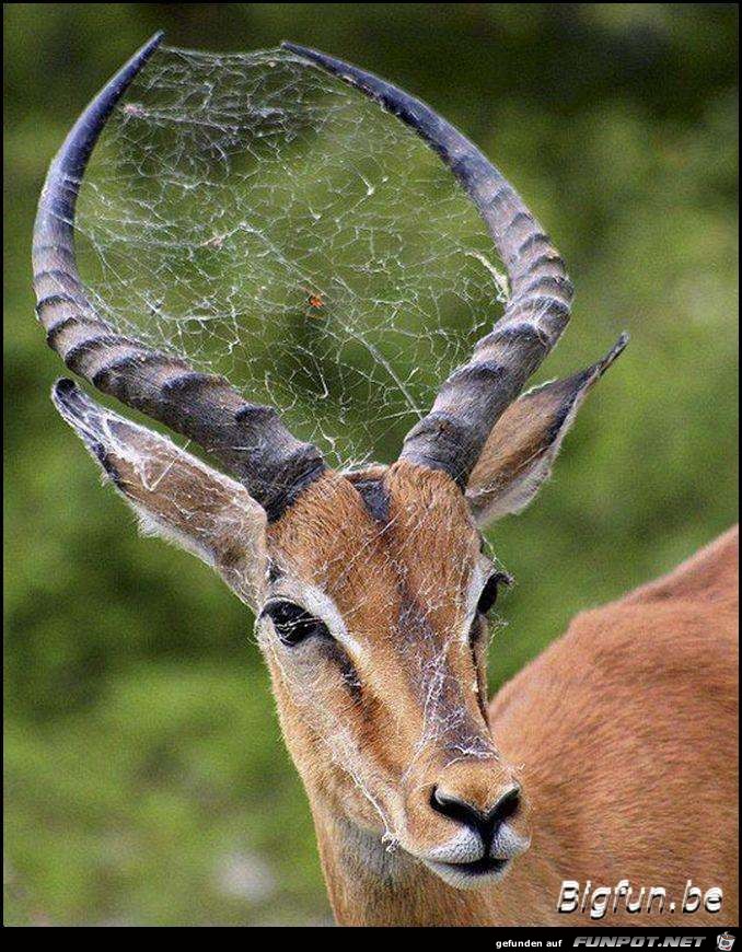 Spinnweben