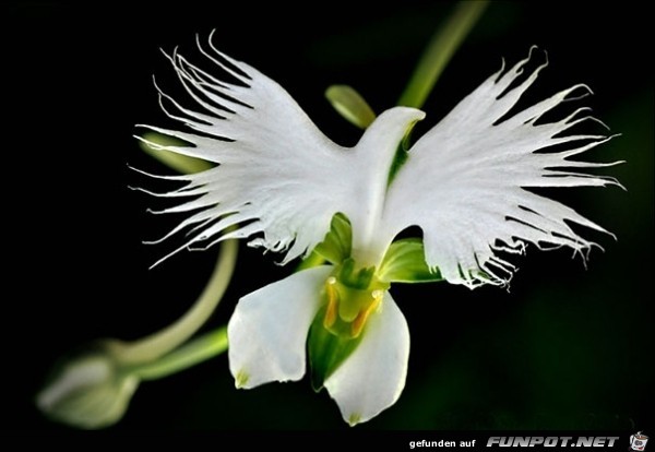 orchidee-pareidolia