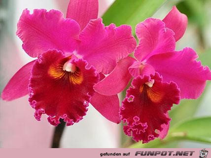 orchideen-cattleya