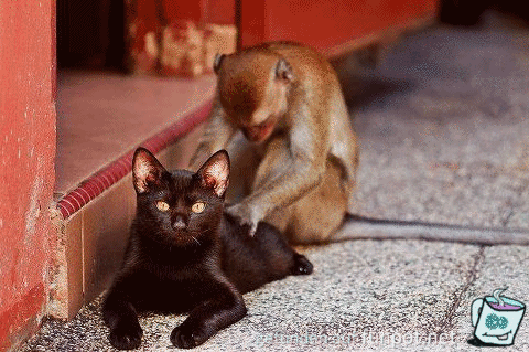 Massage Massage