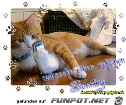 wünsche einen schönen Sonntag wünsche einen schönen Sonntag