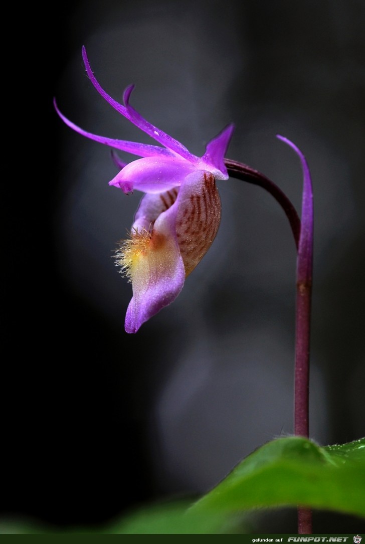 Calypso bulbosa