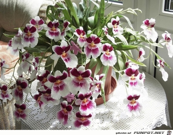 Dendrobium 3