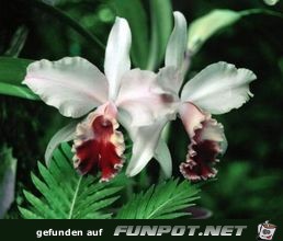 Orchid.Borneo