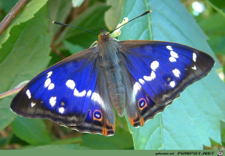 Schillerfalter oberseite maennchen