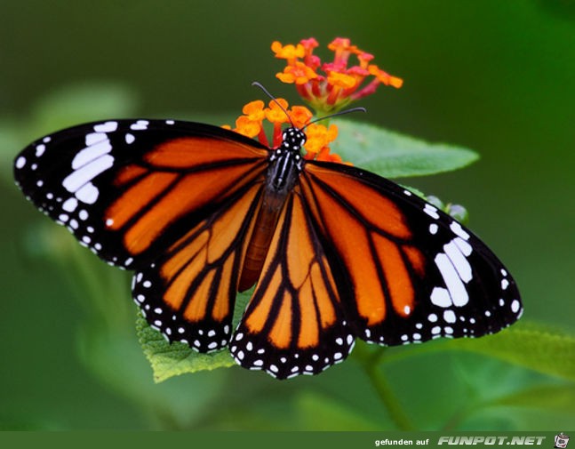 Schmetterling einheimisch