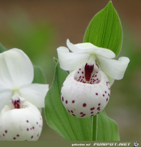 cypripedium-frauenschuh-