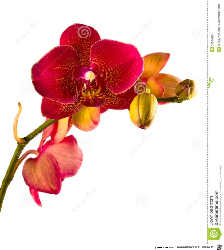 orange-orchid-phalaenopsis