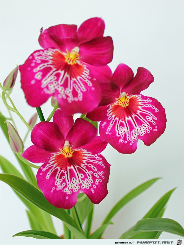 orchidee