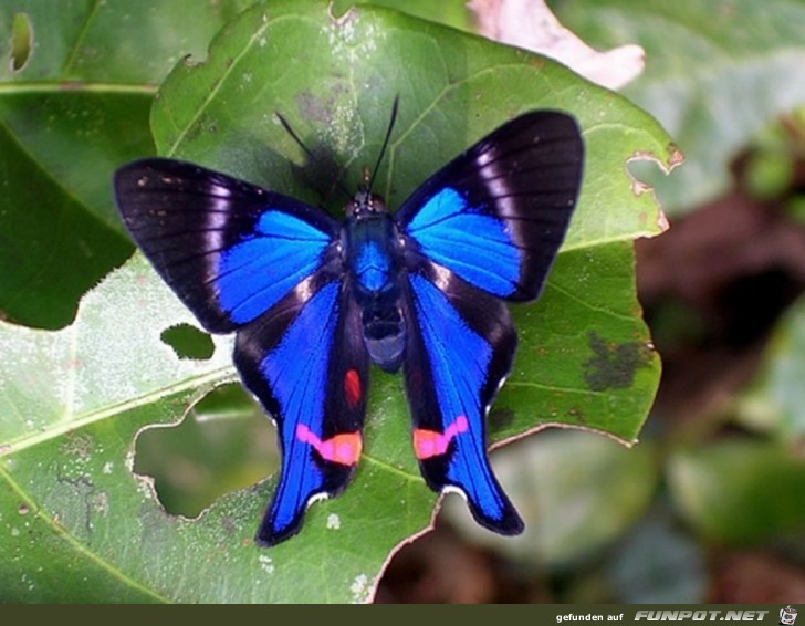 schmetterling Amazonas