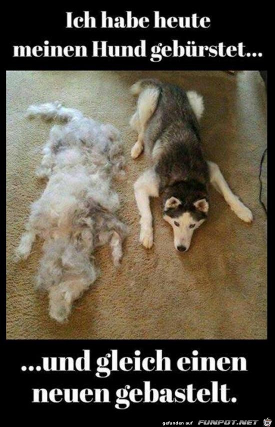 Hund gebuerstet Hund gebuerstet